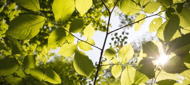 Liście drzew na tle nieba.